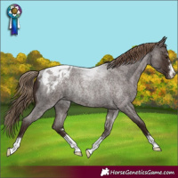 Horse Color:Liver Red Roan Varnish Rabicano 