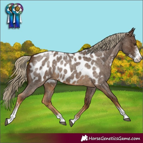 Horse Color:Chocolate Palomino Roan Sabino Blanket