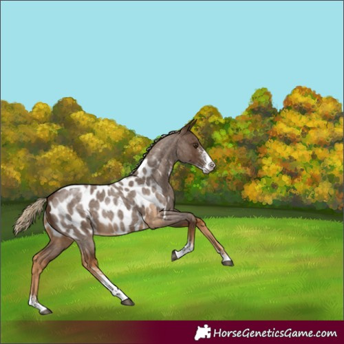 Horse Color:Chocolate Palomino Roan Sabino Appaloosa