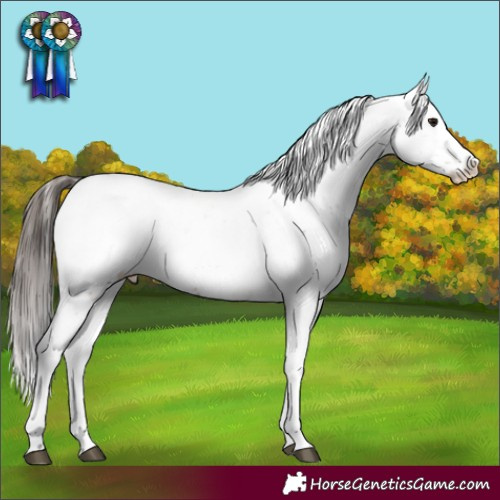Horse Color:Bay Sabino Appaloosa Rabicano