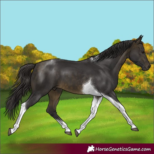 Horse Color:Buckskin Tobiano
