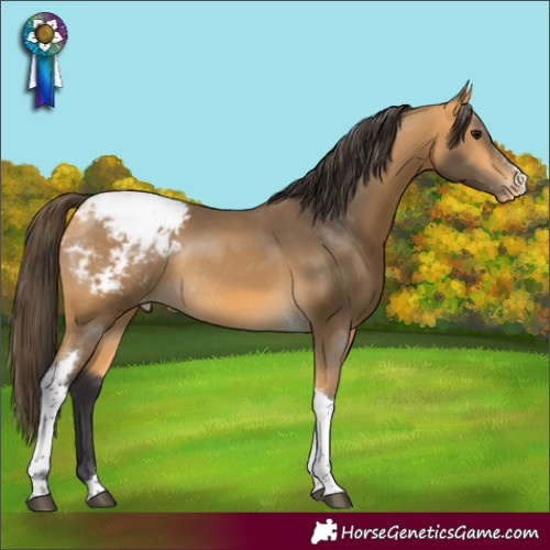 Horse Color:Buckskin Sabino Tobiano Snowcap Rabicano 