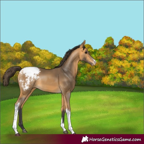 Horse Color:Buckskin Sabino Tobiano Appaloosa Rabicano 