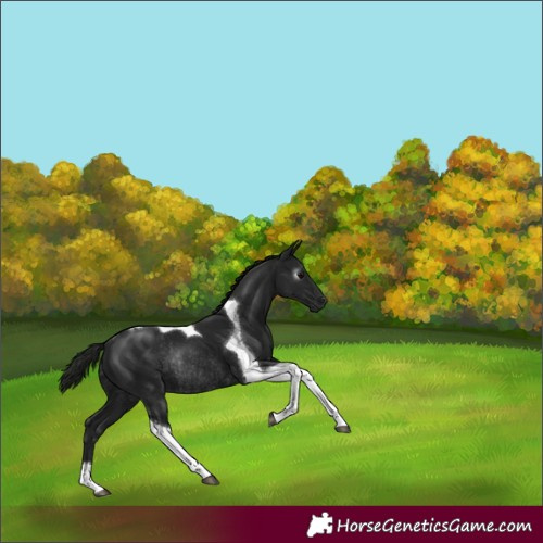 Horse Color:Gray Black Tobiano Rabicano
