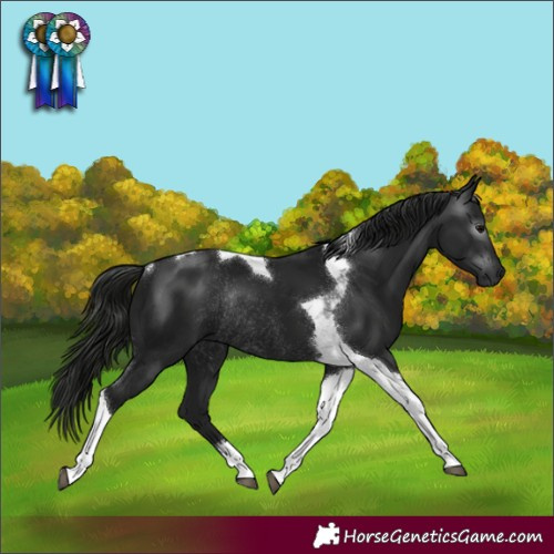 Horse Color:Gray Black Tobiano Rabicano
