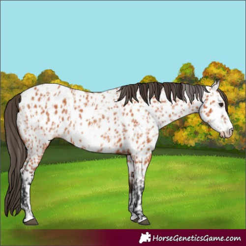 Horse Color:Bay Near Leopard  and Bay Frame Near Leopard 