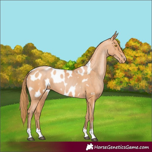 Horse Color:Bay Pearl Appaloosa 