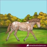 Horse Color:Bay Pearl Appaloosa
