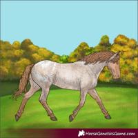 Horse Color:Bay Roan Pearl Appaloosa
