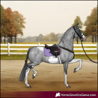 Horse Color:White Spotted Blue Roan Splash Frame Appaloosa 