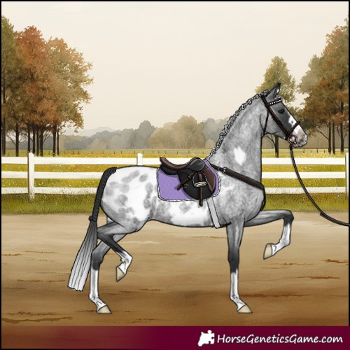 Horse Color:Blue Roan Splash Frame Appaloosa 