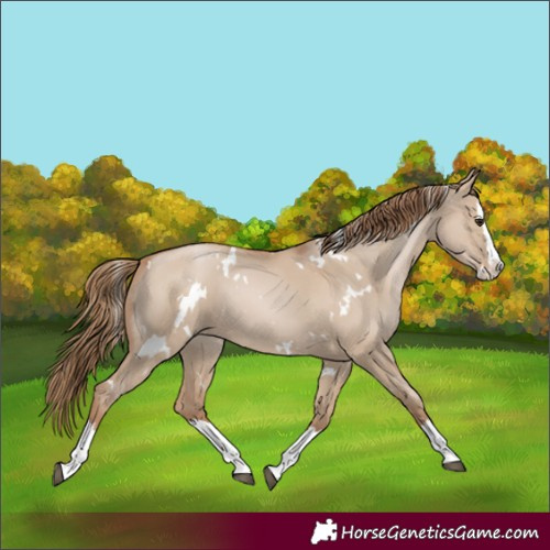 Horse Color:White Spotted Grullo Pearl Splash 