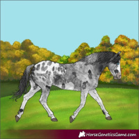 Horse Color:White Spotted Black Splash Frame Appaloosa