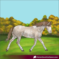Horse Color:White Spotted Grullo Pearl Splash