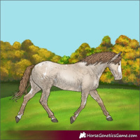 Horse Color:White Spotted Grullo Pearl Splash