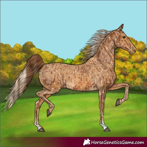 Horse Color:Chestnut Appaloosa and Palomino Appaloosa