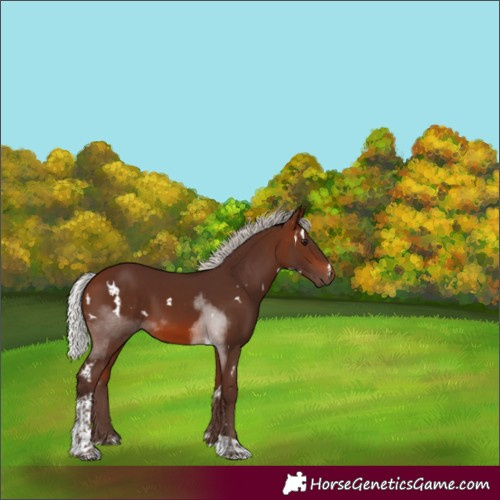 Horse Color:White Spotted Silver Brown Mushroom Tobiano Rabicano
