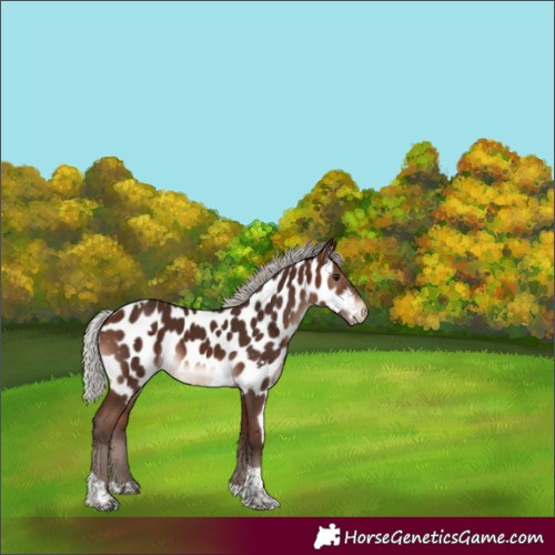 Horse Color:White Spotted Silver Brown Mushroom Tobiano Skewed Appaloosa Rabicano