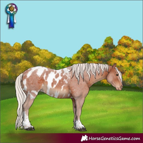 Horse Color:Silver Brown Tobiano Skewed Appaloosa 