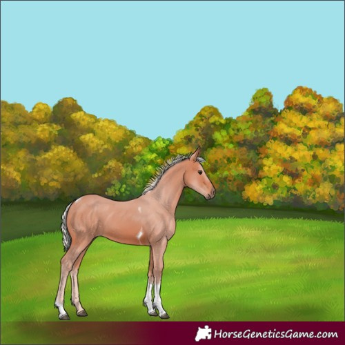 Horse Color:Silver Brown Tobiano Rabicano