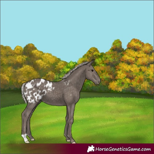 Horse Color:Silver Black Appaloosa 