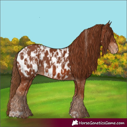 Horse Color:Chestnut Appaloosa  and Chestnut Appaloosa 