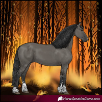 Horse Color:Grullo 