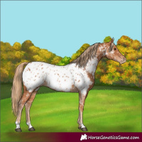 Horse Color:Chestnut Appaloosa and Chestnut Appaloosa