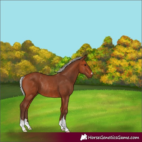 Horse Color:Silver Bay Rabicano
