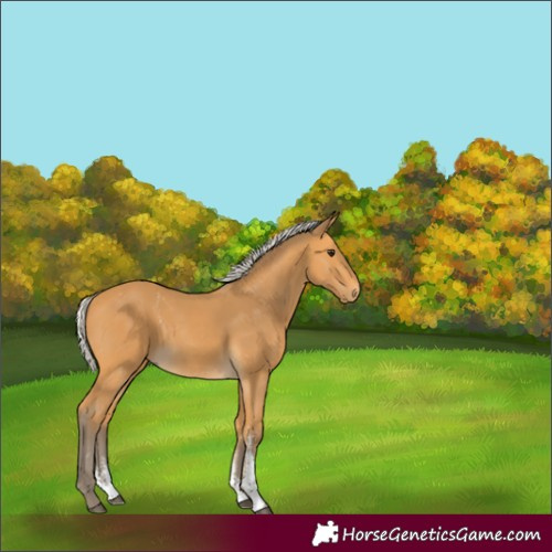 Horse Color:Unknown 