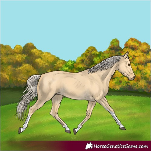 Horse Color:Palomino Dun Tobiano 