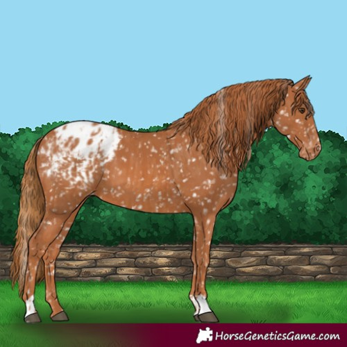Horse Color:Chestnut Blanket  and Chestnut Blanket 