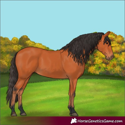 Horse Color:Bay 