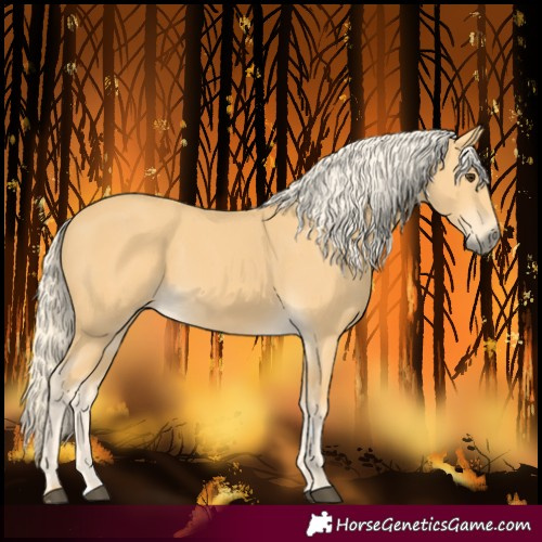 Horse Color:Palomino 