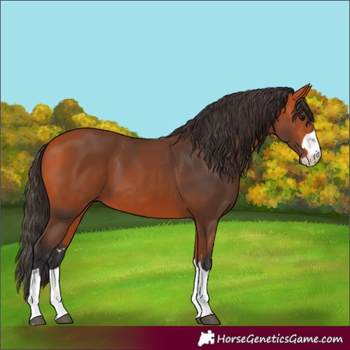 Horse Color:Bay 