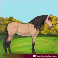 Horse Color:Bay Dun 