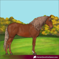 Horse Color:Chestnut 
