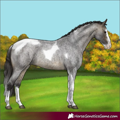 Horse Color:Buckskin Roan Splash Tobiano 