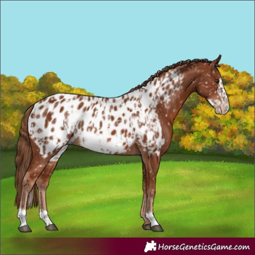 Horse Color:Chestnut Appaloosa  and Chestnut Frame Appaloosa 