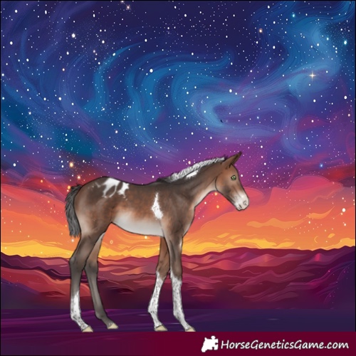 Horse Color:Brown Mushroom Sabino Tobiano Appaloosa