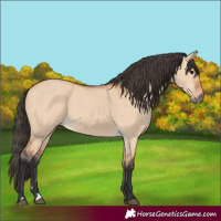 Horse Color:Bay Dun 