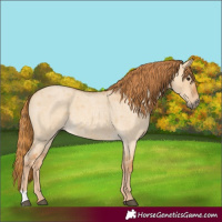 Horse Color:Red Dun Roan 