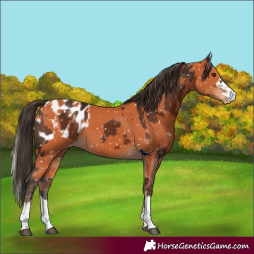 Horse Color:Liver Chestnut Appaloosa  and Bay Appaloosa 