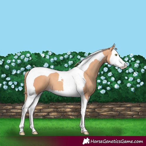 Horse Color:Gold Champagne Splash Tobiano 