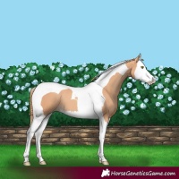 Horse Color:Gold Champagne Splash Tobiano 