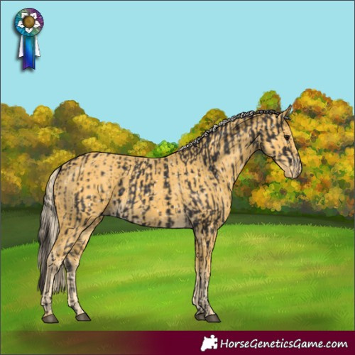 Horse Color:Smoky Black Appaloosa and Palomino Appaloosa