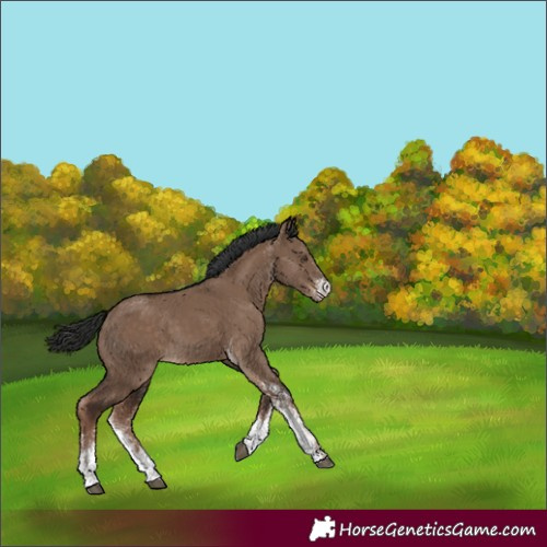 Horse Color:White Spotted Liver Red Dun Rabicano
