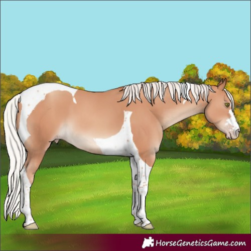 Horse Color:Silver Classic Champagne Tobiano
