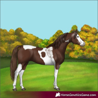 Horse Color:Gray Chestnut Splash Tobiano 