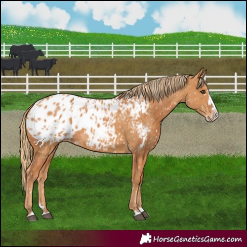 Horse Color:Chestnut Appaloosa  and Chestnut Splash Appaloosa 